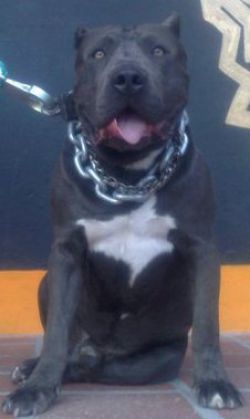 Photo of the dog