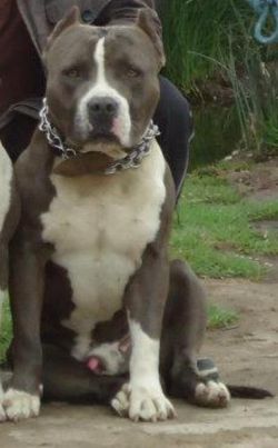 Photo of the dog