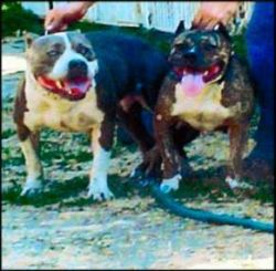 Photo of the dog