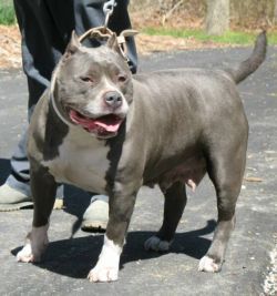 Photo of the dog