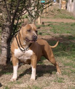 Photo of the dog
