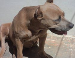 Photo of the dog
