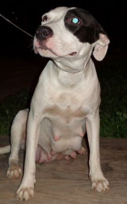 Photo of the dog