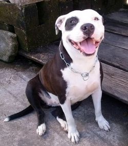 Photo of the dog