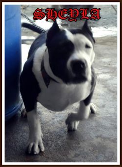 Photo of the dog