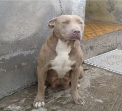 Photo of the dog