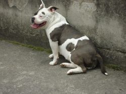 Photo of the dog