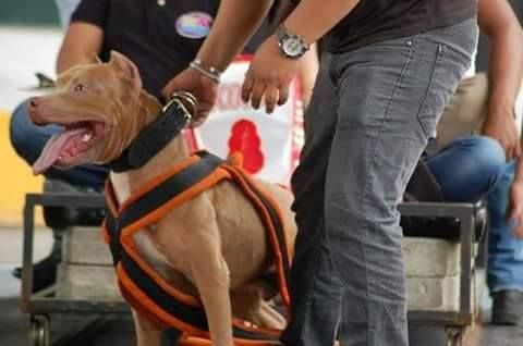 Photo of the dog