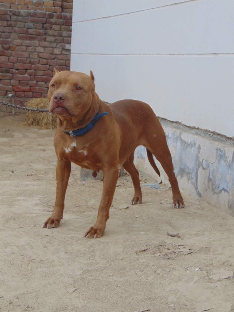 Photo of the dog