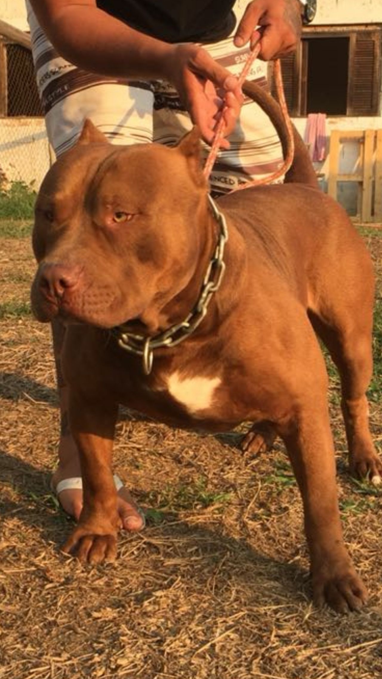 Photo of the dog