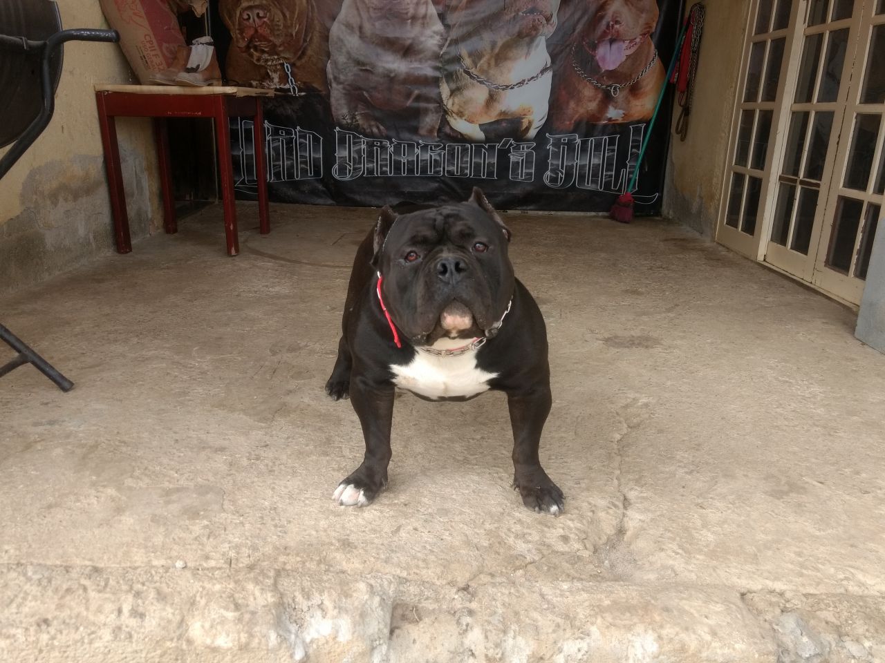 Photo of the dog