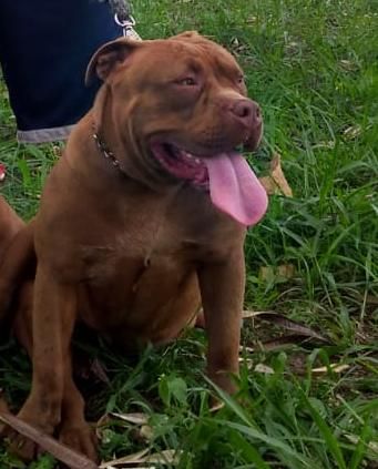 Photo of the dog