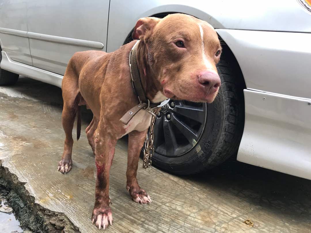 Photo of the dog