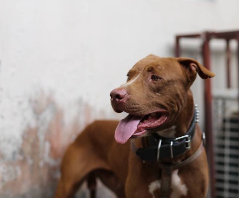 Photo of the dog