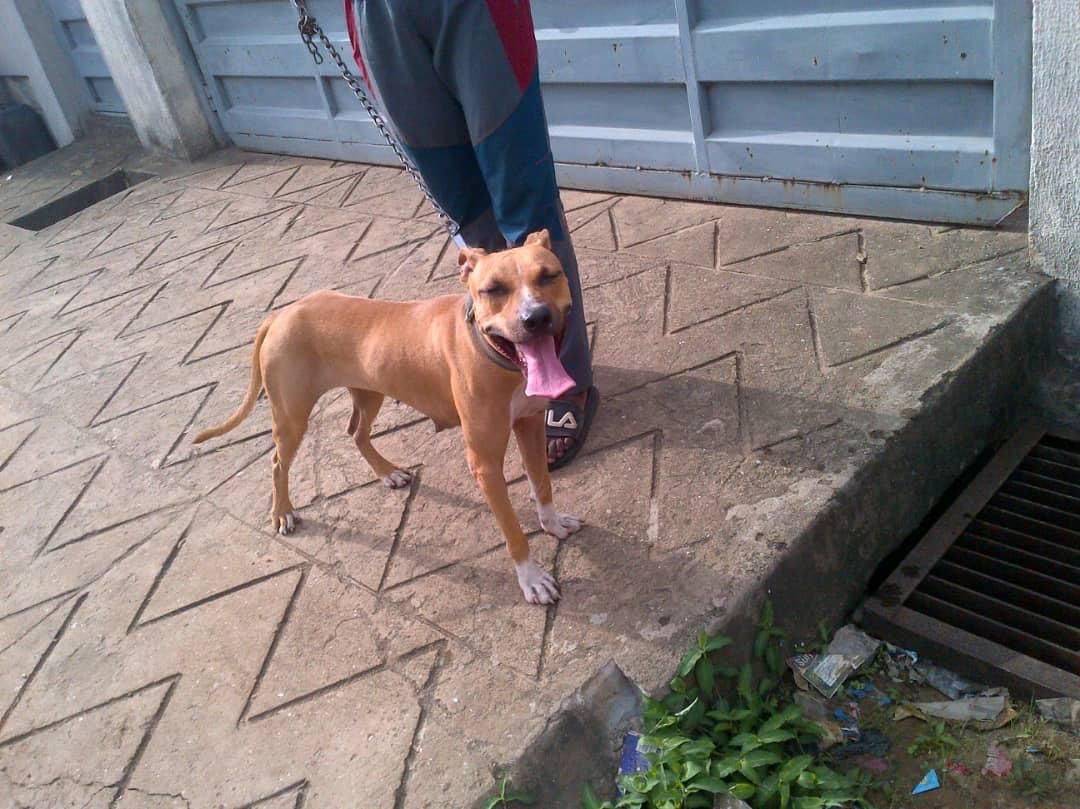Photo of the dog