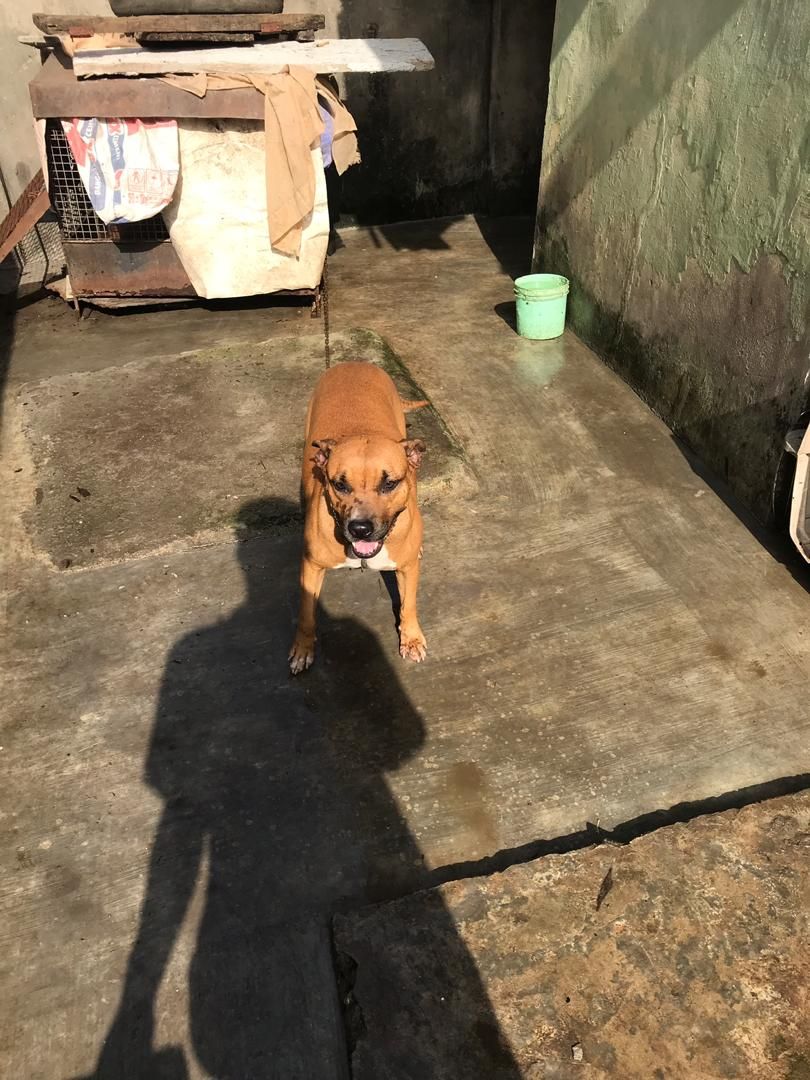 Photo of the dog