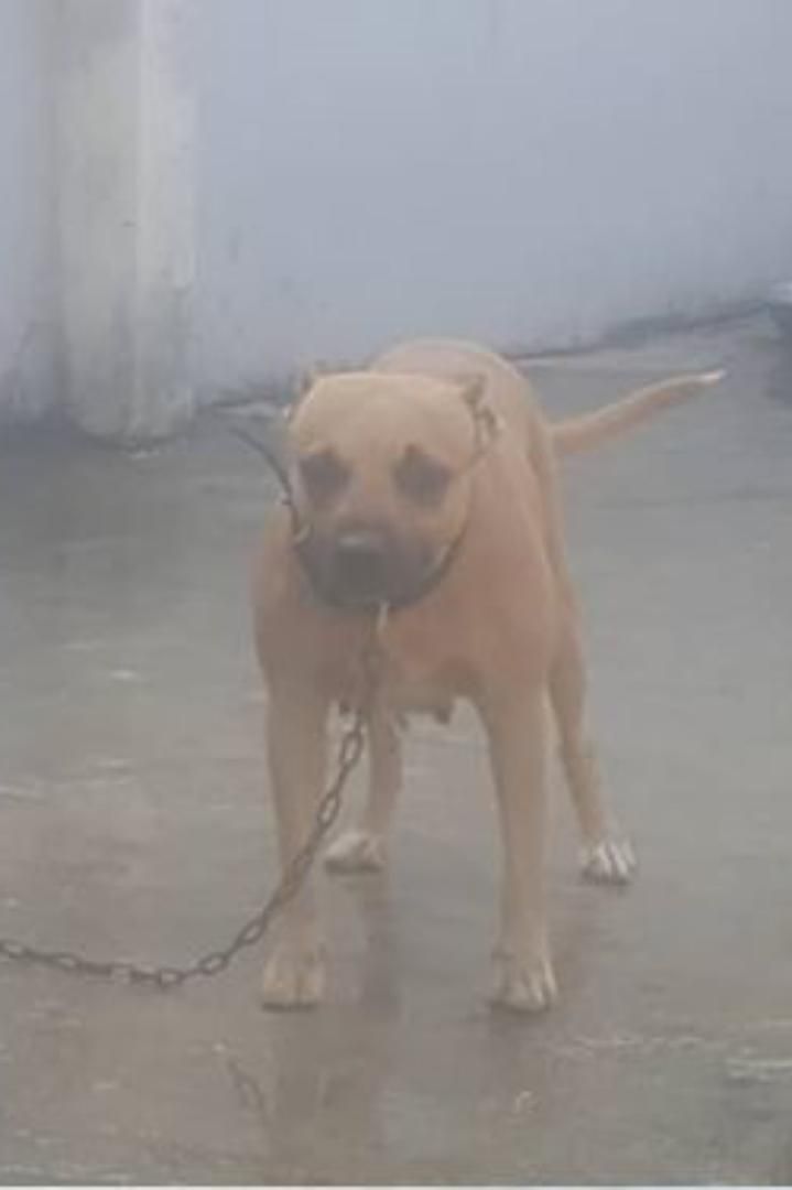 Photo of the dog