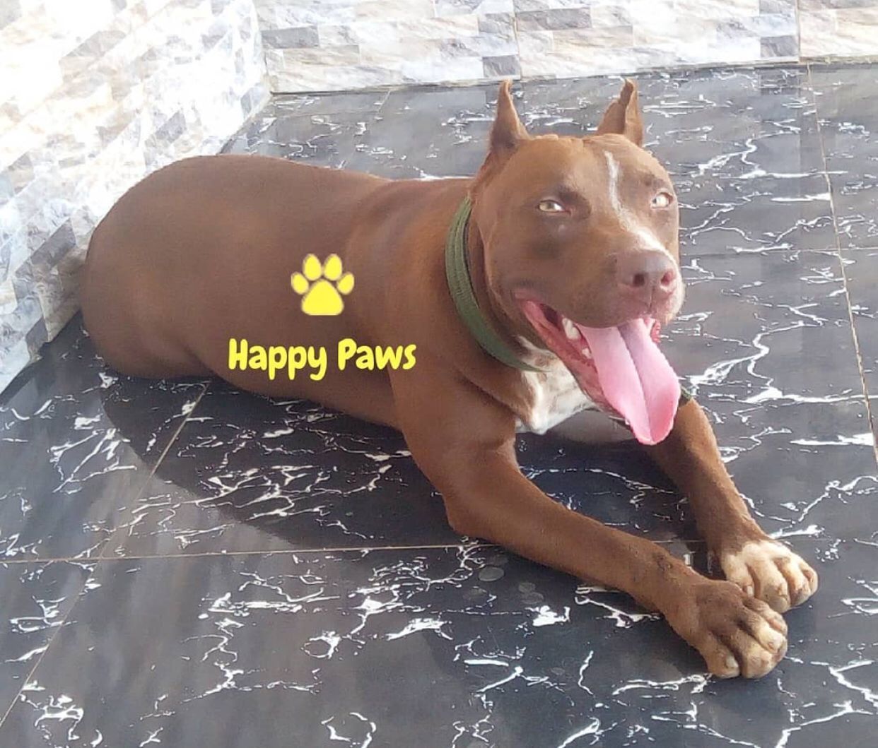 Photo of the dog