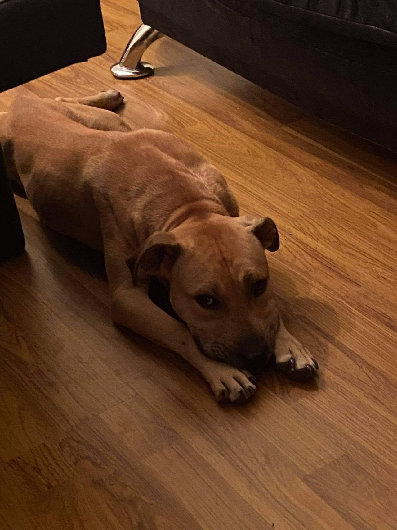 Photo of the dog