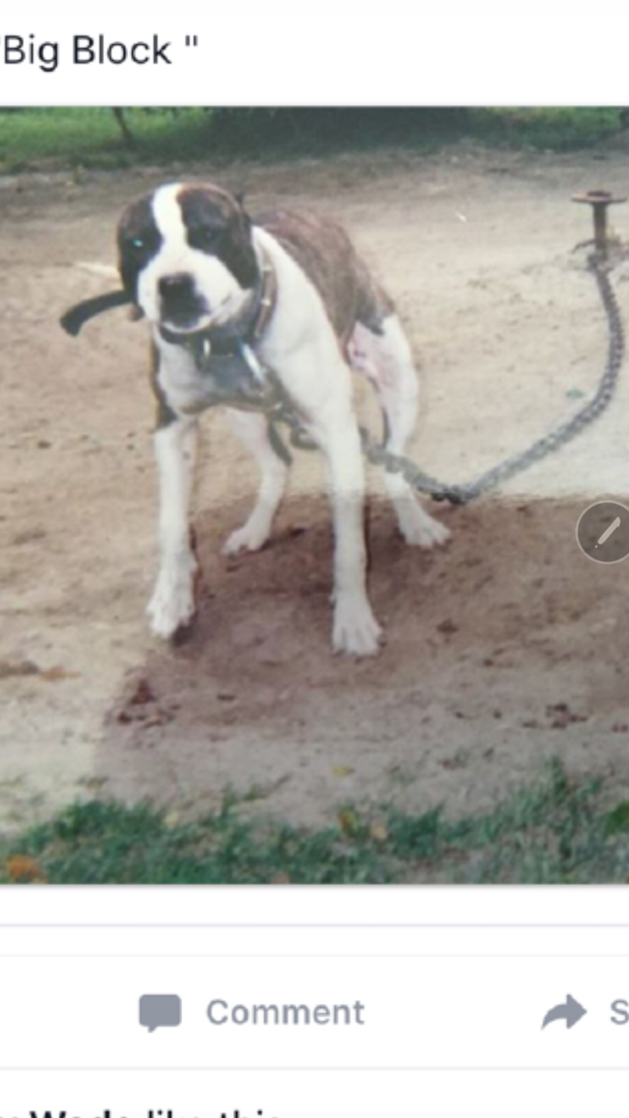 Photo of the dog