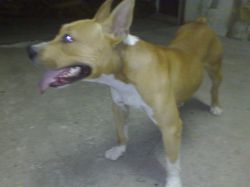 Photo of the dog