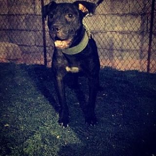 Photo of the dog