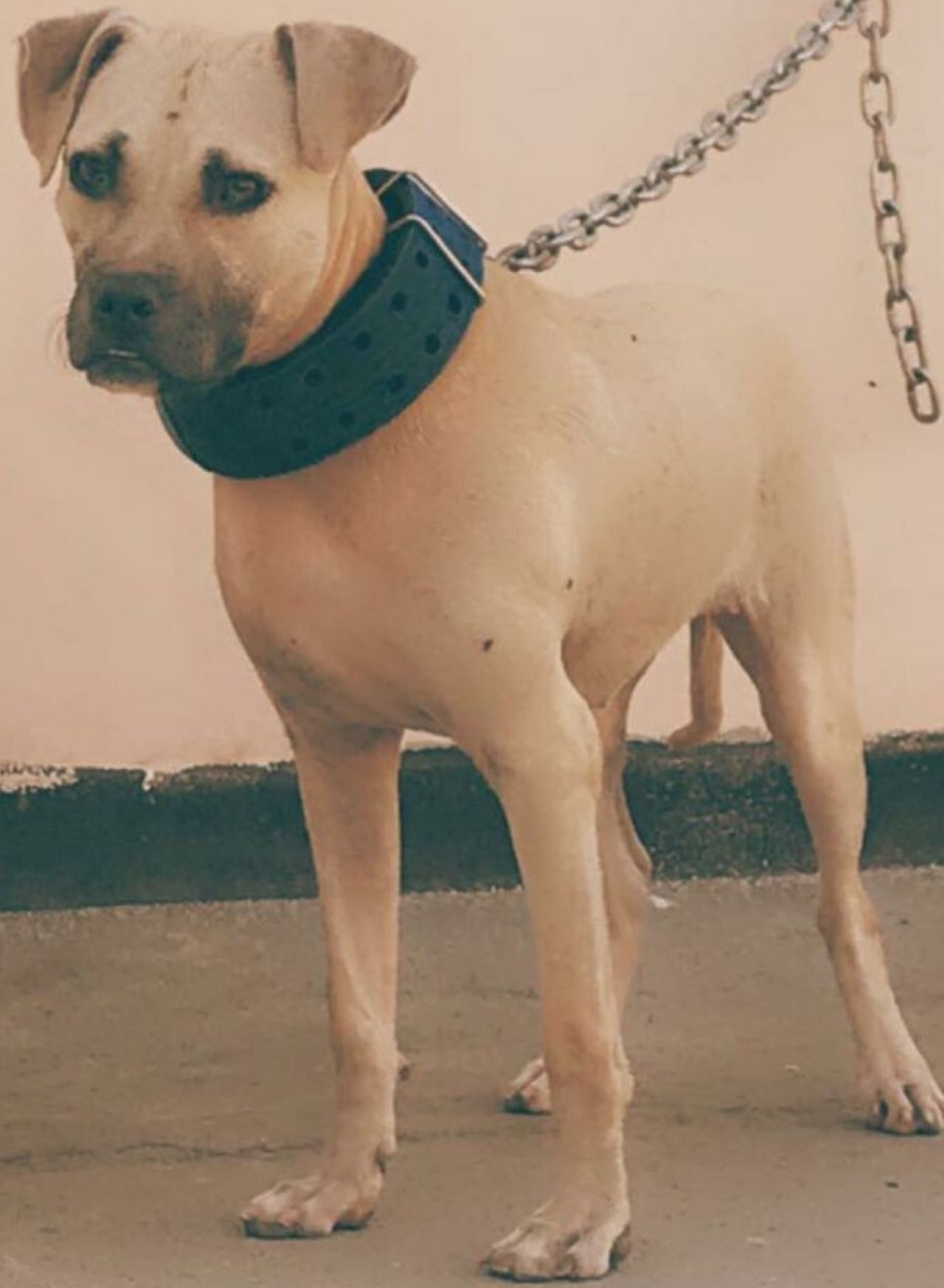 Photo of the dog