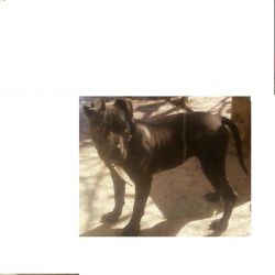 Photo of the dog