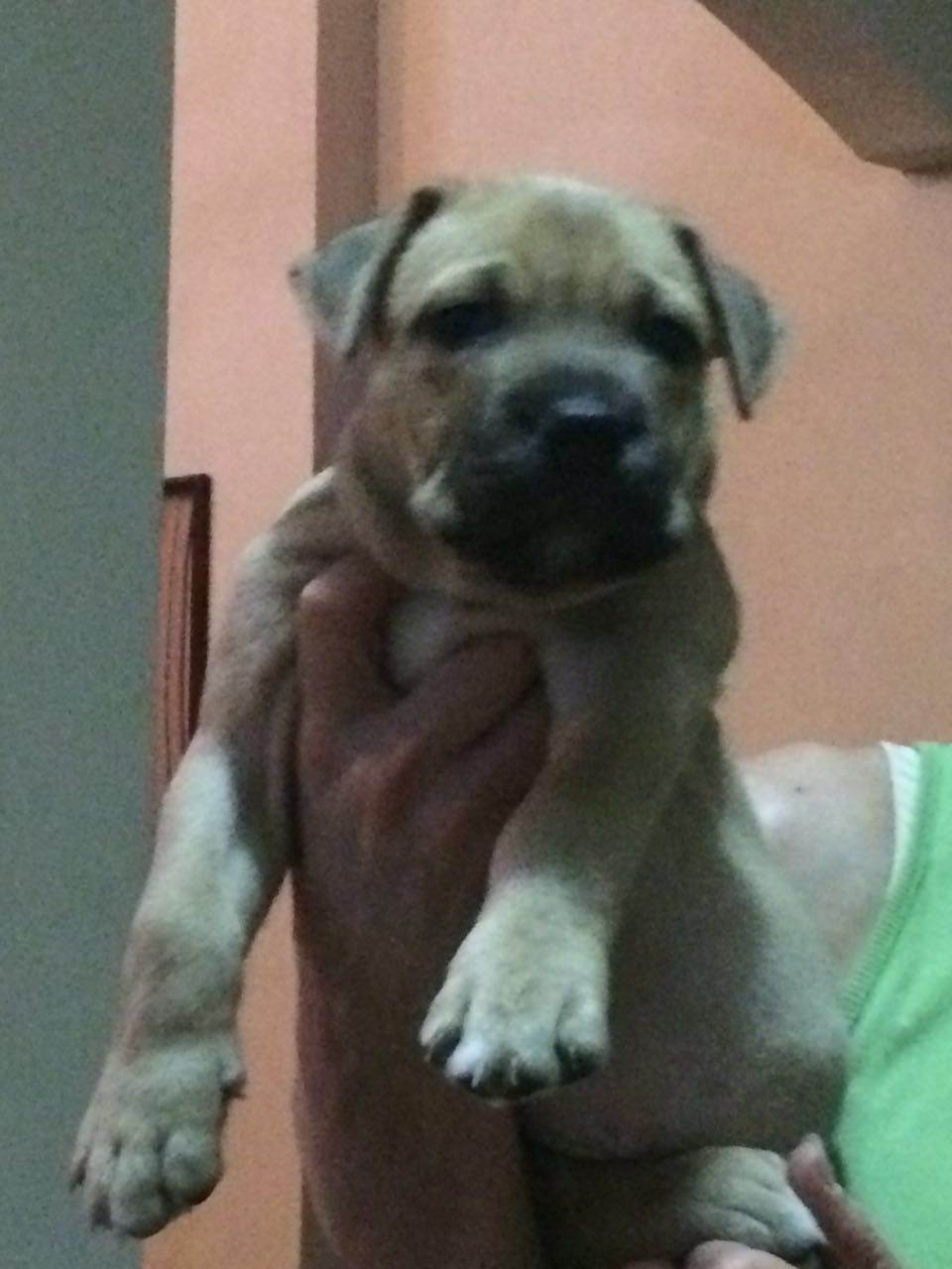 Photo of the dog
