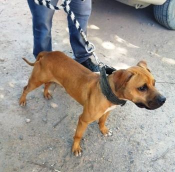 Photo of the dog