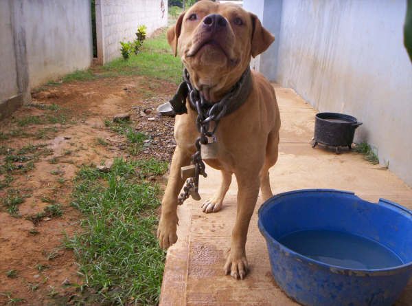 Photo of the dog