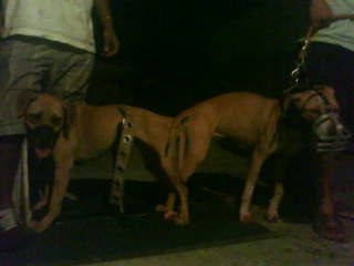 Photo of the dog