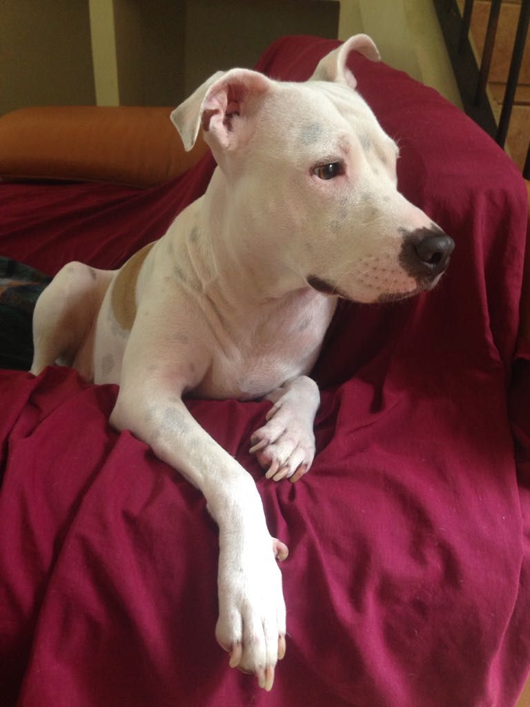 Photo of the dog