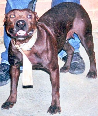 Photo of the dog