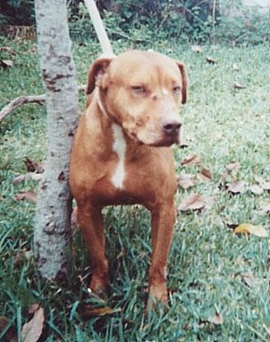 Photo of the dog