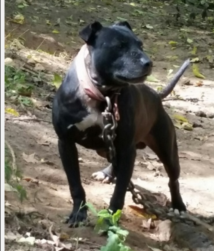 Photo of the dog
