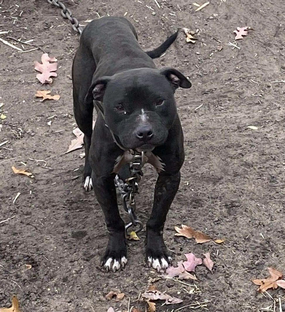 Photo of the dog