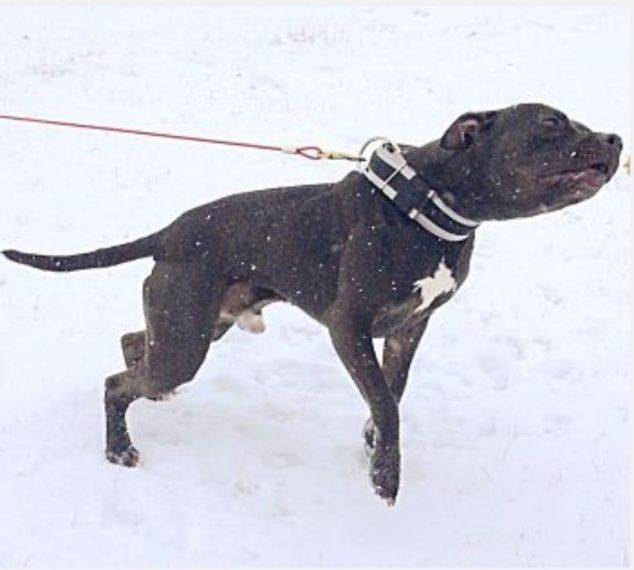 Photo of the dog
