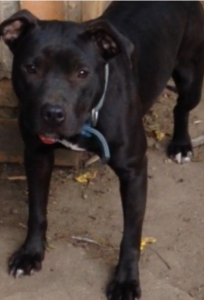 Photo of the dog