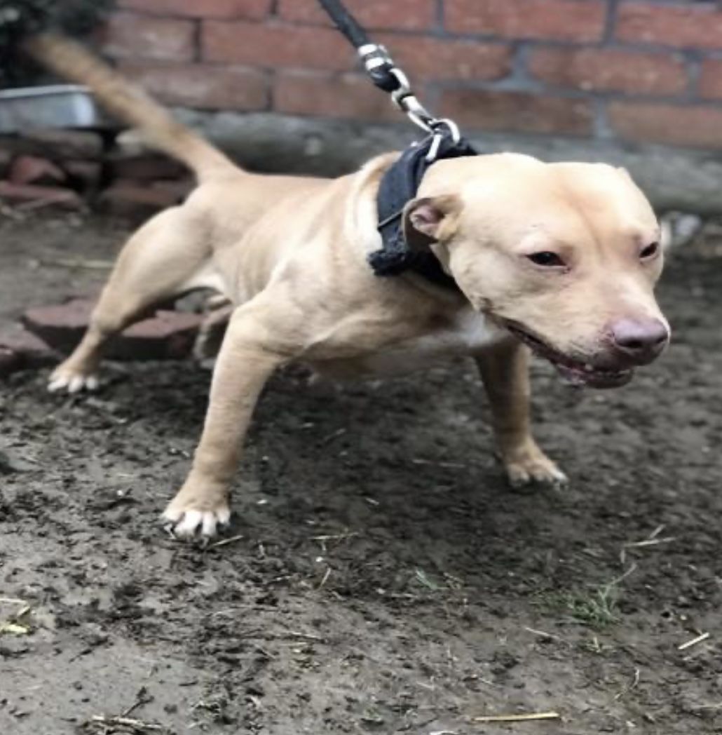 Photo of the dog