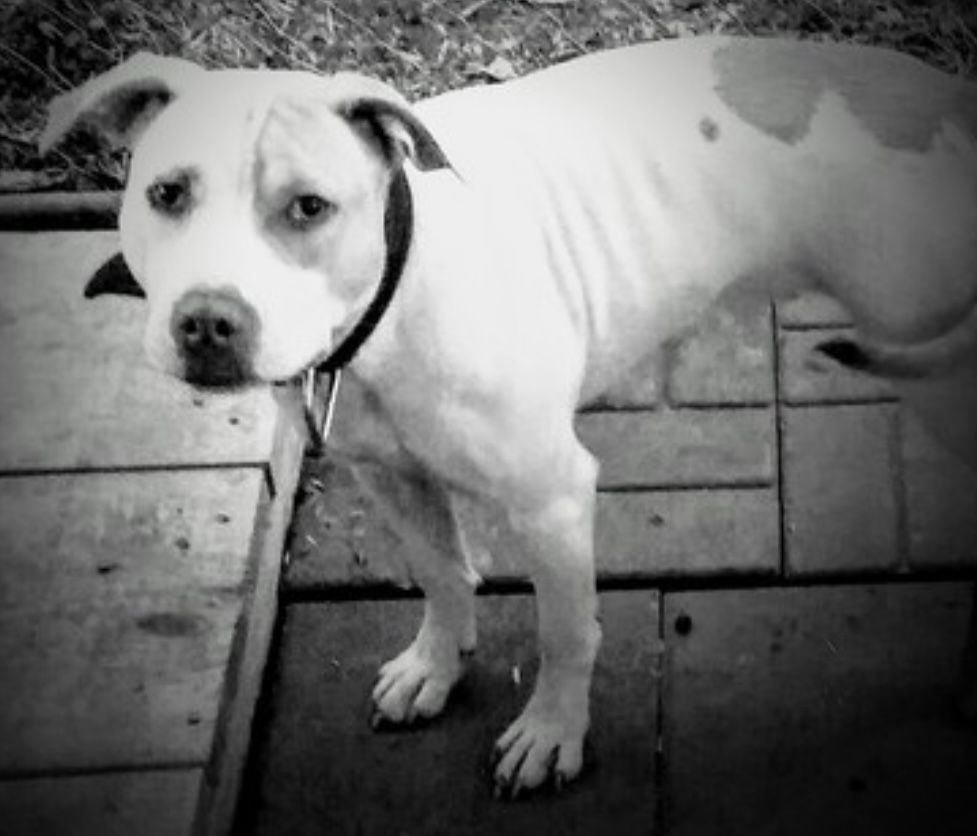 Photo of the dog