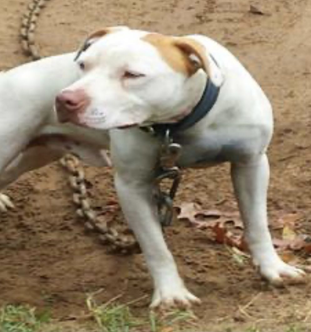 Photo of the dog