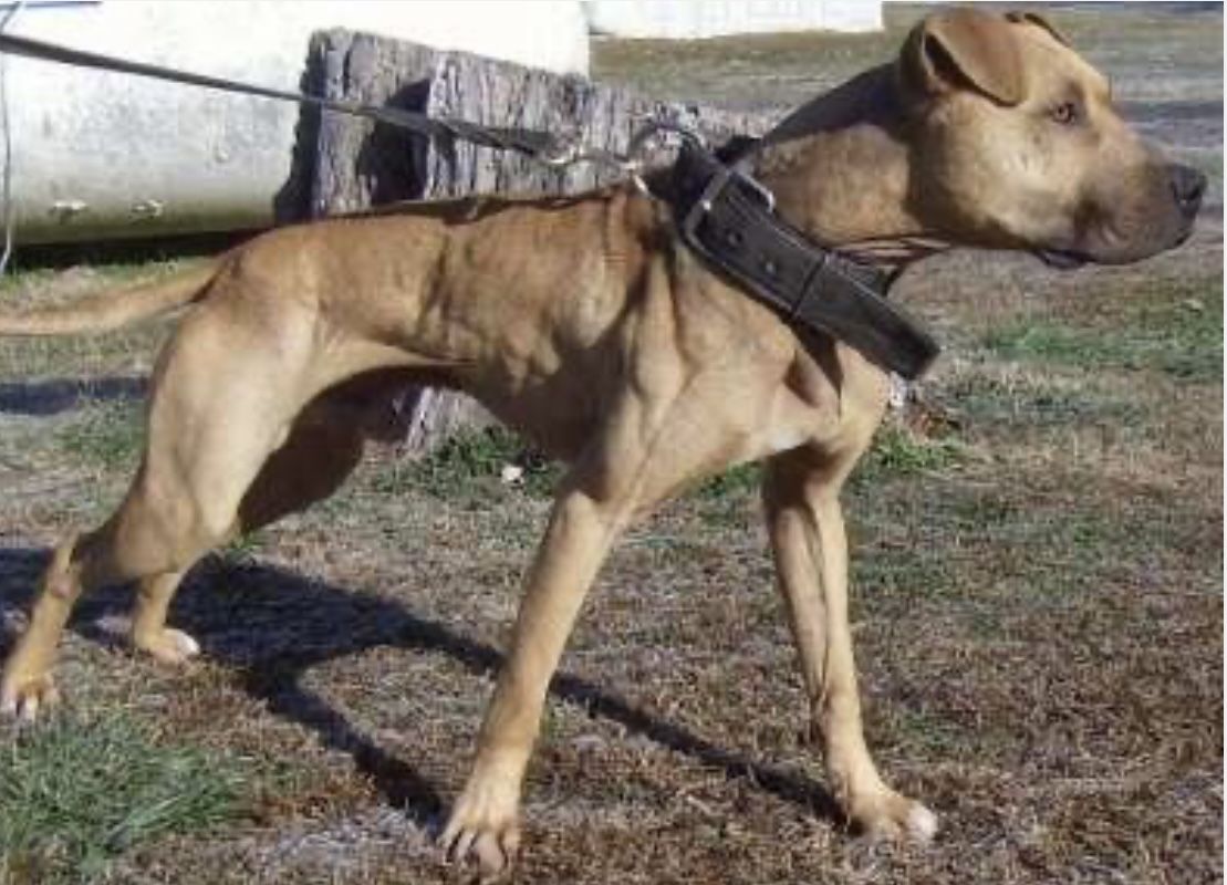 Photo of the dog