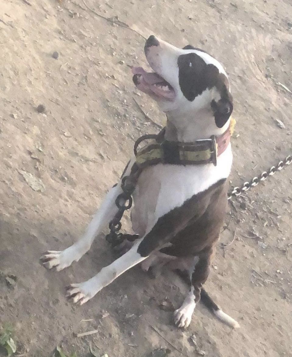 Photo of the dog