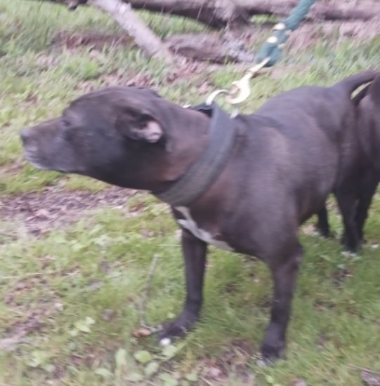 Photo of the dog