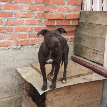 Photo of the dog
