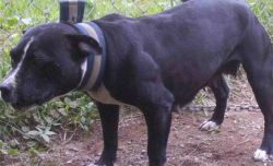 Photo of the dog