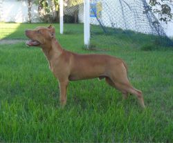 Photo of the dog