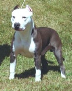 Photo of the dog