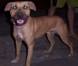 Photo of the dog